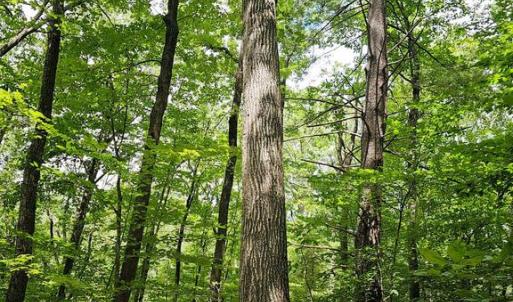 Photo #7 of GAAR MOUNTAIN RD, MADISON, VA 19.5 acres