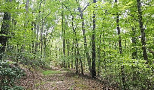 Photo #8 of GAAR MOUNTAIN RD, MADISON, VA 19.5 acres