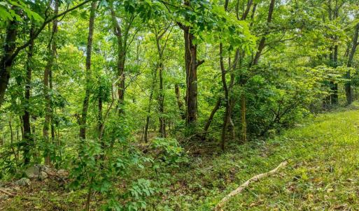 Photo #6 of FORT VALLEY, LURAY, VA 3.2 acres