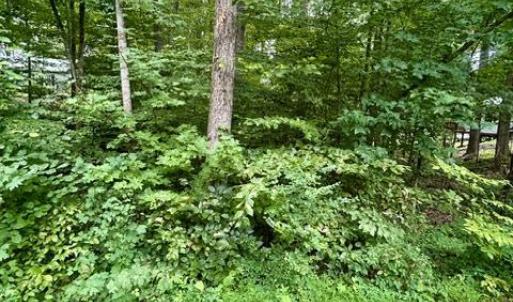 Photo #4 of LAKESHORE DR, LOUISA, VA 0.6 acres