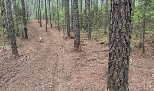 Photo #13 of  30.0 acres