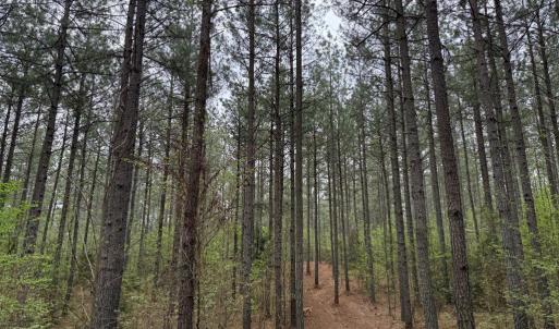 Photo #14 of  30.0 acres