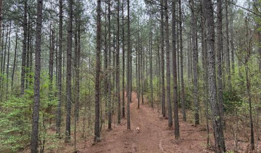 Photo #15 of  30.0 acres