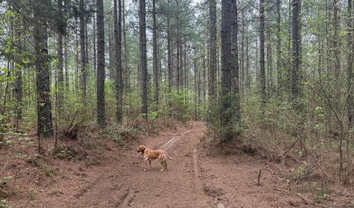 Photo #13 of  36.2 acres