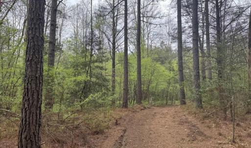 Photo #14 of  36.2 acres