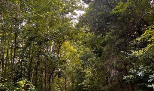 Photo #21 of HUNTERS RIDGE LN, UNIONVILLE, VA 6.9 acres