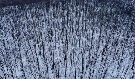 Photo #4 of CUBBAGE HOLLOW RD, LOT 75 - 40.55 ACRES, STANLEY, VA 40.6 acres