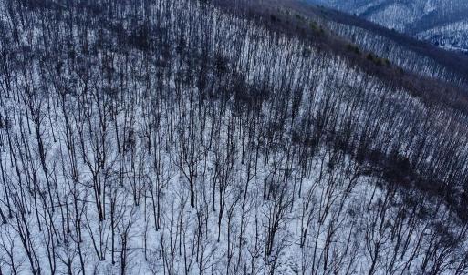 Photo #5 of CUBBAGE HOLLOW RD, LOT 75 - 40.55 ACRES, STANLEY, VA 40.6 acres