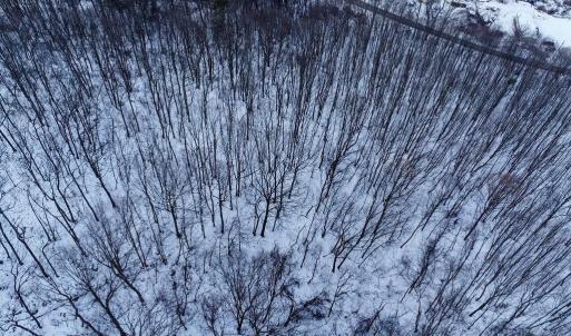 Photo #6 of CUBBAGE HOLLOW RD, LOT 75 - 40.55 ACRES, STANLEY, VA 40.6 acres