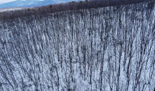 Photo #2 of CUBBAGE HOLLOW RD, LOT 75 - 40.55 ACRES, STANLEY, VA 40.6 acres