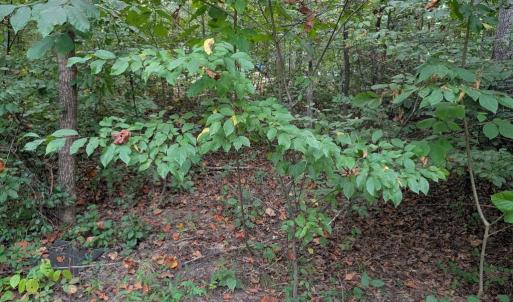 Photo #2 of 203 BATTLEFIELD RD, LOCUST GROVE, VA