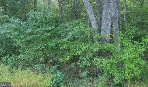 Photo #4 of 835 NORTH LAKE SHORE DR, LOUISA, VA