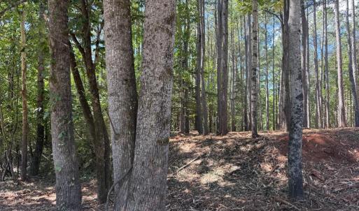 Photo #12 of  6.2 acres