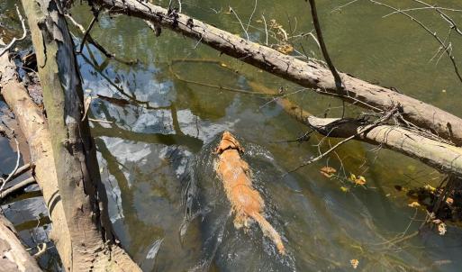 Photo #25 of  6.2 acres