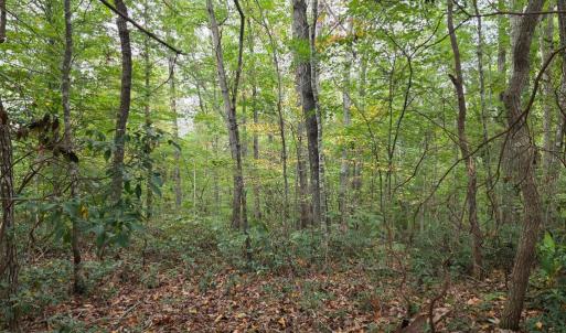 Photo #15 of SUNSET WOODS TRAIL, RIXEYVILLE, VA 10.9 acres