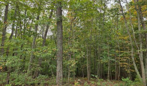 Photo #28 of SUNSET WOODS TRAIL, RIXEYVILLE, VA 10.9 acres