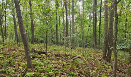 Photo #30 of SUNSET WOODS TRAIL, RIXEYVILLE, VA 10.9 acres