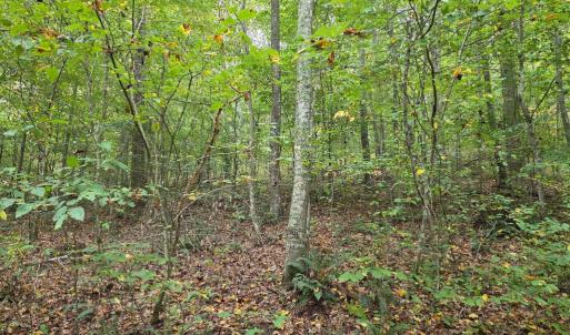 Photo #47 of SUNSET WOODS TRAIL, RIXEYVILLE, VA 10.9 acres