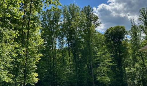 Photo #32 of SUNSET WOODS TRAIL, RIXEYVILLE, VA 10.9 acres