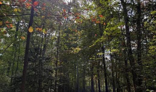 Photo #1 of TURKEY TRAIL, MINERAL, VA 3.6 acres