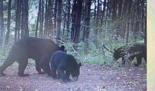 Photo #21 of LEE HIGHWAY, AMISSVILLE, VA 6.0 acres