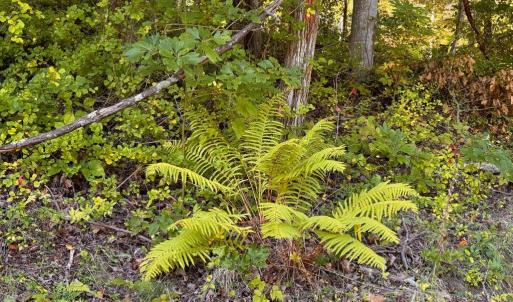 Photo #18 of LEE HIGHWAY, AMISSVILLE, VA 6.0 acres