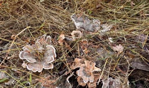 Photo #19 of LEE HIGHWAY, AMISSVILLE, VA 6.0 acres