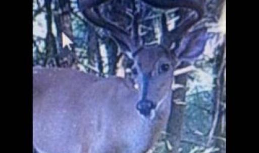 Photo #20 of LEE HIGHWAY, AMISSVILLE, VA 6.0 acres