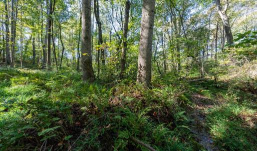 Photo #9 of ORANGE RD, PRATTS, VA 11.1 acres