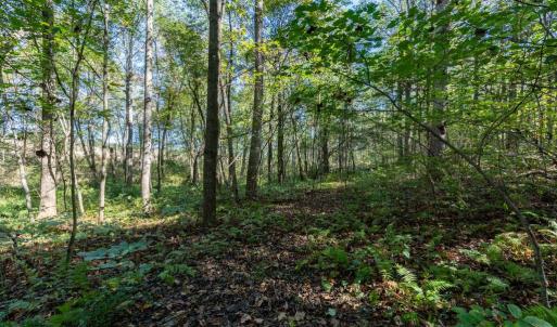 Photo #11 of ORANGE RD, PRATTS, VA 11.1 acres