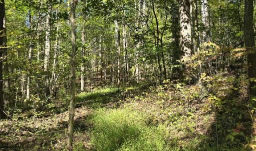 Photo #17 of HURT HOLLOW RD, BANCO, VA 29.5 acres