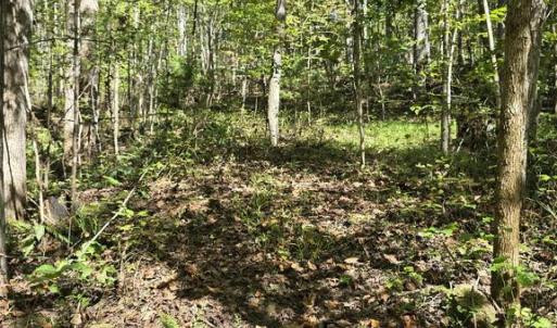 Photo #8 of HURT HOLLOW RD, BANCO, VA 29.5 acres
