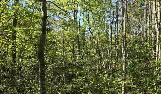 Photo #9 of HURT HOLLOW RD, BANCO, VA 29.5 acres