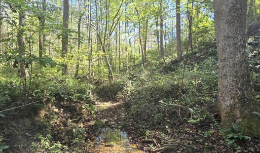 Photo #6 of HURT HOLLOW RD, BANCO, VA 29.5 acres