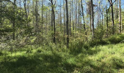 Photo #12 of HURT HOLLOW RD, BANCO, VA 29.5 acres