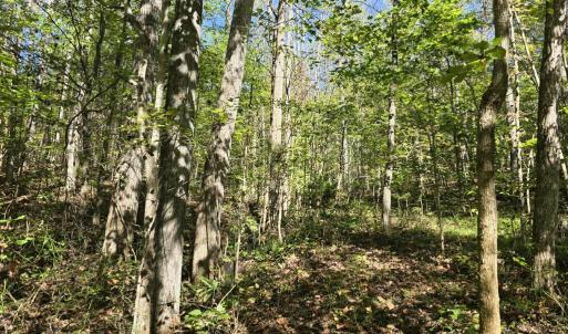 Photo #16 of HURT HOLLOW RD, BANCO, VA 29.5 acres