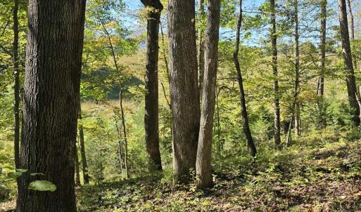 Photo #18 of HURT HOLLOW RD, BANCO, VA 29.5 acres