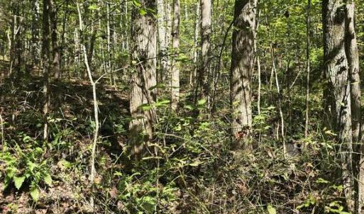 Photo #21 of HURT HOLLOW RD, BANCO, VA 29.5 acres