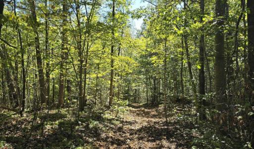 Photo #22 of HURT HOLLOW RD, BANCO, VA 29.5 acres