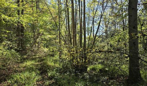 Photo #28 of HURT HOLLOW RD, BANCO, VA 29.5 acres