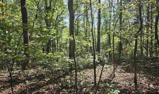 Photo #20 of HURT HOLLOW RD, BANCO, VA 29.5 acres