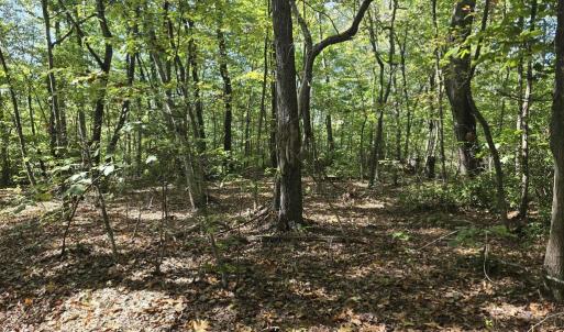 Photo #4 of HURT HOLLOW RD, BANCO, VA 29.5 acres