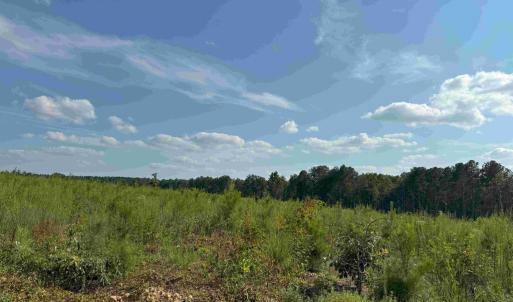 Photo #11 of HOLLAND ROAD (TRACT: JR BEDFORD-BOWLES_SIMS-1), COLUMBIA, VA 76.6 acres