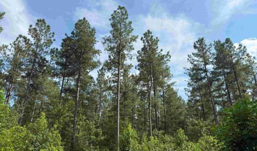 Photo #9 of HOLLAND ROAD (TRACT: JR BEDFORD-BOWLES_SIMS-1), COLUMBIA, VA 61.1 acres