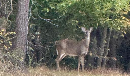 Photo #4 of BEECH TREE ROAD, ORANGE, VA 12.9 acres