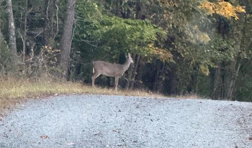 Photo #2 of BEECH TREE ROAD, ORANGE, VA 12.9 acres