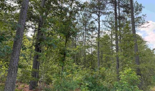Photo #6 of HOLLAND ROAD (TRACT: JR BEDFORD-BOWLES_SIMS-4), COLUMBIA, VA 94.1 acres