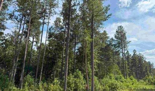 Photo #8 of HOLLAND ROAD (TRACT: JR BEDFORD-BOWLES_SIMS-4), COLUMBIA, VA 94.1 acres