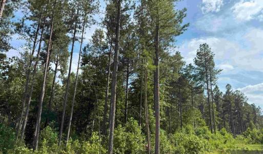 Photo #7 of DOGWOOD DRIVE (TRACT: JR BEDFORD-BOWLES_SIMS-3), COLUMBIA, VA 61.5 acres