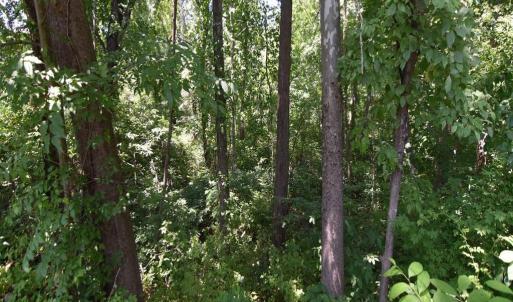 Photo #7 of 34 MCALEXANDER RD, ORANGE, VA 7.5 acres